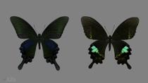<H2> Republic of China </h2>

<p>You can stand below Taipei 101, one of the tallest buildings in the world, hop into a car, and in 30-45 minutes you are alone in an excellent tropical forest.  <i>Papilio bianor thrasymedes</i> (left) is the Formosan subspecies of what in Russia was referred to as 'Maak's machaon', the most desirable butterfly occurring in what used to be the Soviet Union and the subject of my childhood dreams.  On the right is <i>Papilio hermosanus</i>, a true Formosan endemic.</p>

<p>Collecting in Taiwan is completely legal outside national parks.</p>